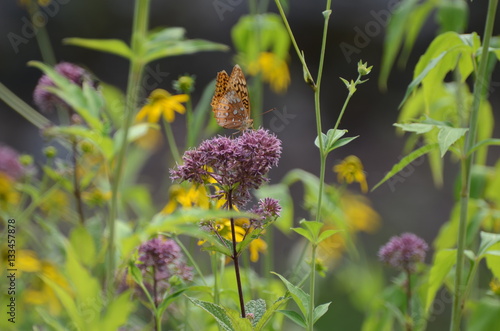 Native Butterfly Garden
