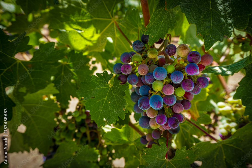 Grapes on a vine in Napa Valley, California Grapes on a vine in Napa Valley, California