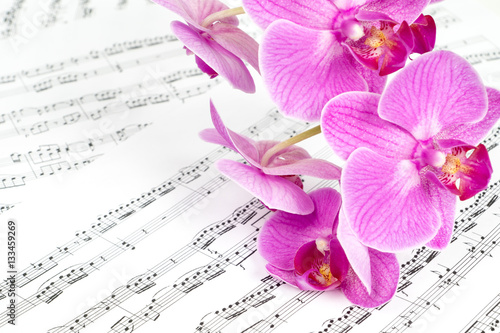 pink orchid flowers on music sheet