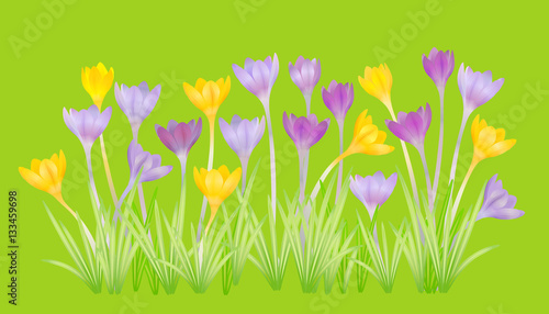 Crocuses - small, spring-flowering plant of the iris family. Vector illustration.