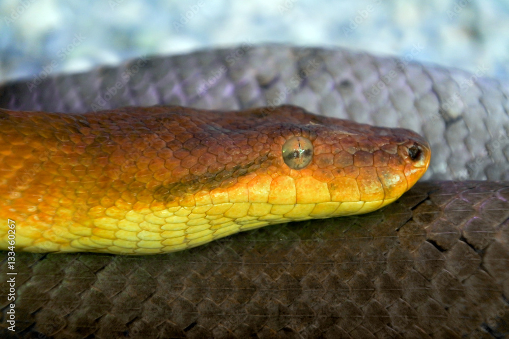 Fototapeta premium Candoia bibroni Fiji boa