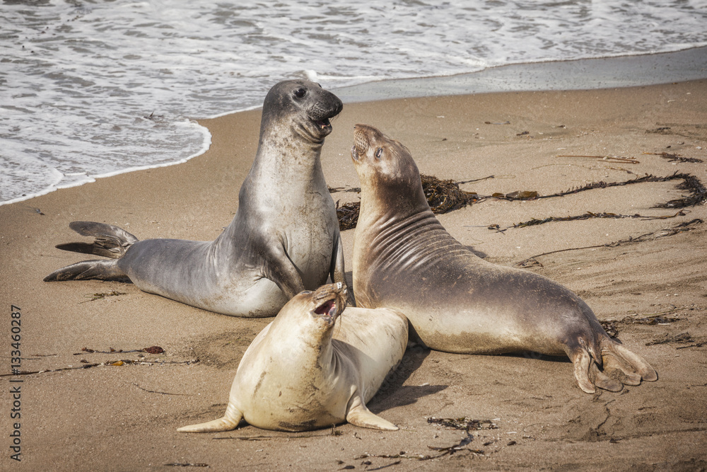 Fototapeta premium Elephant Seals at Piedras Blancas, California