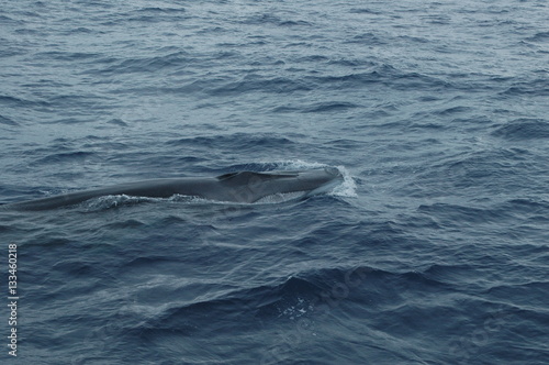 Baleias   © dilg
