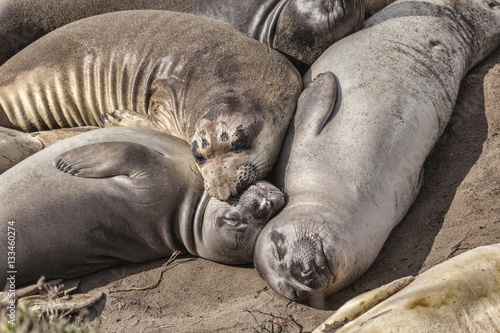 Elephant Seals at Piedras Blancas, California
