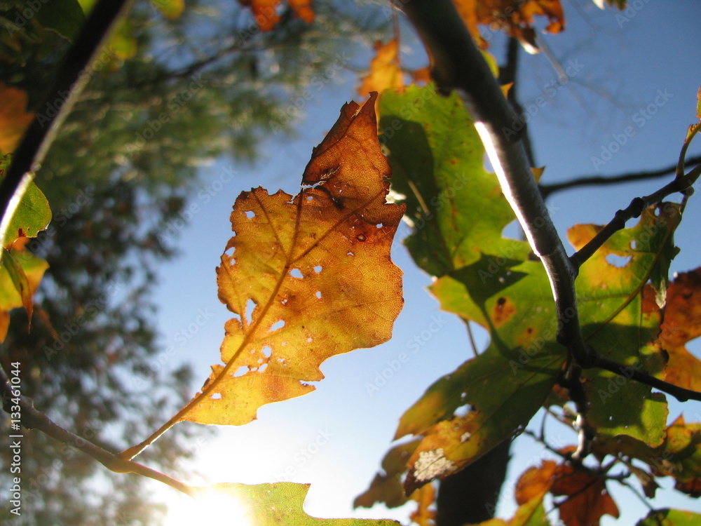 Fototapeta premium Fall approaches