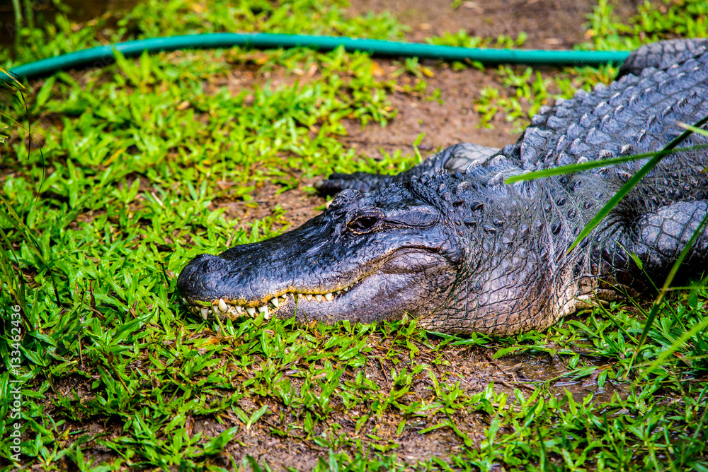 Obraz premium a trespasser in the yard