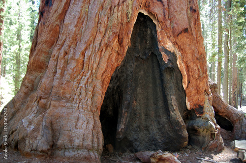 the hollow base of a giant sequoia tree, Mariposa Grove, Yosemite National Park