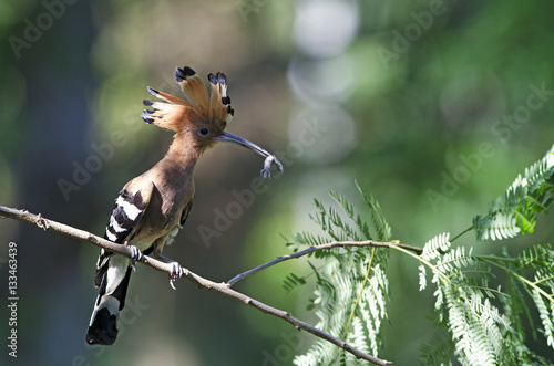 Eurasian Hoopoe or Common Hoopoe ( Upupa epops ) on branch, Bird with orange crest. The beautiful crested bird in nature, , Bangpra Non-hunting Area,Thailand, waiting to feed its chicks photo