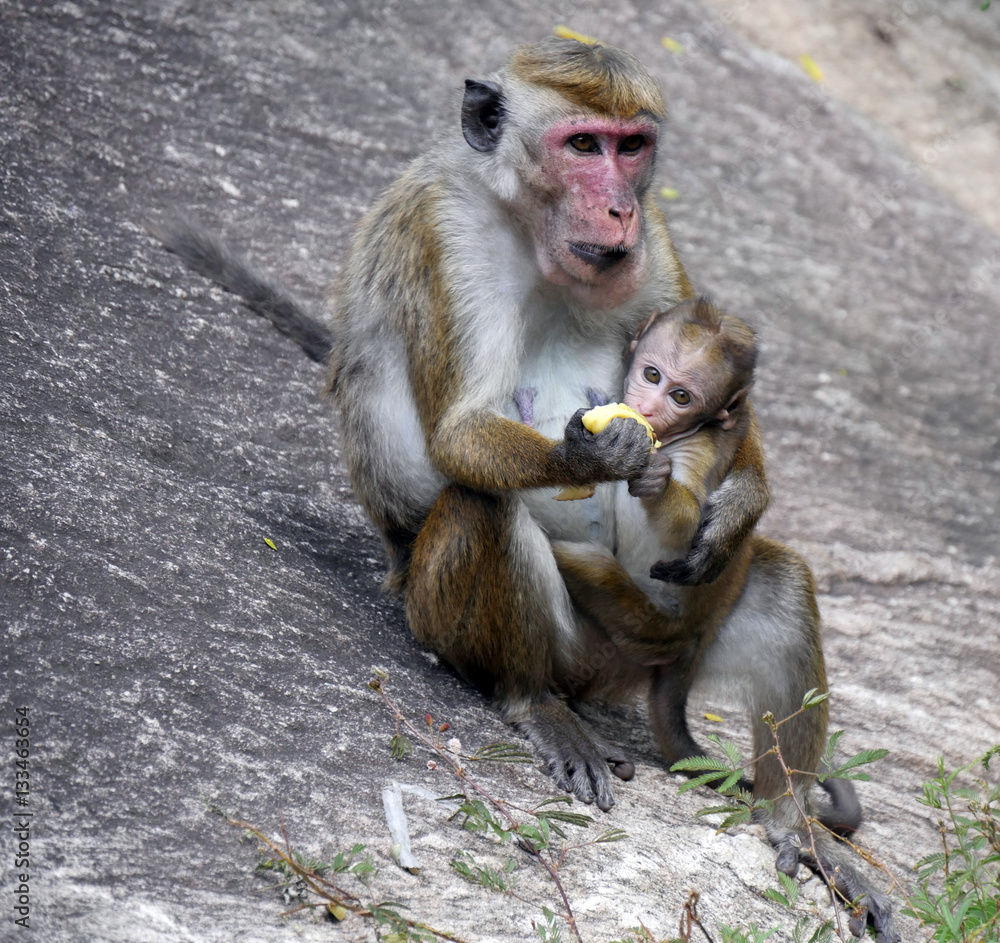 Mother and monkey