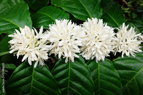 Fototapeta Naklejka Na Ścianę i Meble -  Coffee tree blossom with white color flower close up view