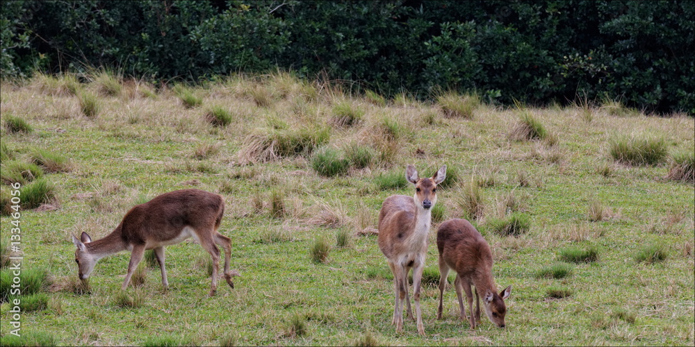 Naklejka premium biche