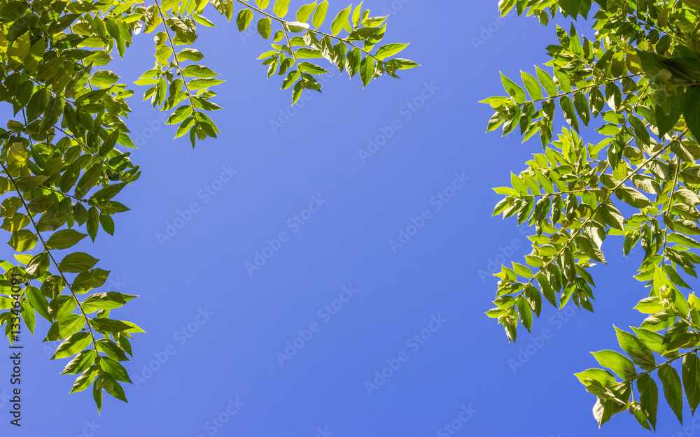 Obraz premium Beautiful Spring leaves background with blue sky.