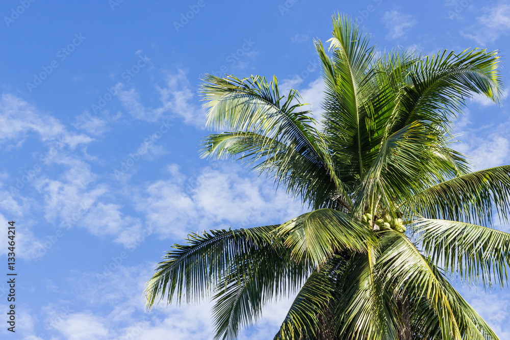 Coconut palm tree