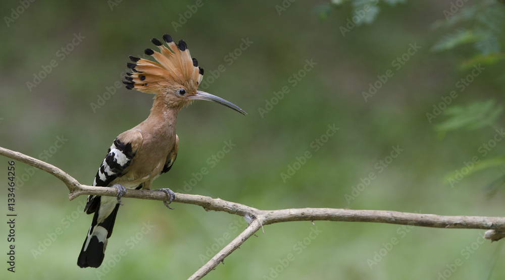 Obraz premium Eurasian Hoopoe or Common Hoopoe ( Upupa epops ) on branch, Bird with orange crest. The beautiful crested bird in nature, , Bangpra Non-hunting Area,Thailand,
