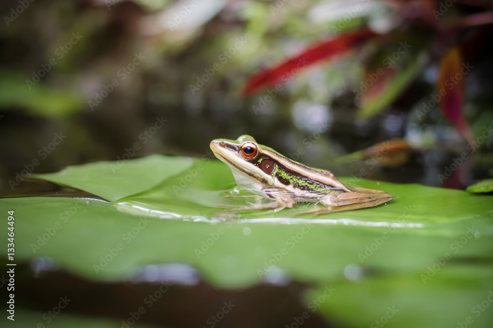 Green frog (green paddy frog) sitting on lotus leaf in a pond Green frog (green paddy frog) sitting on lotus leaf in a pond