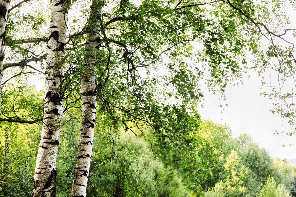 Fototapeta premium summer in sunny birch forest