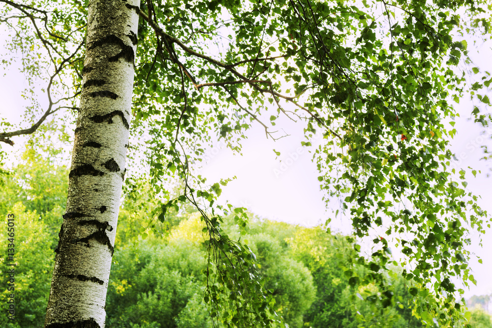 Obraz premium summer in sunny birch forest