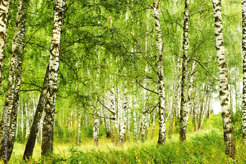 Obraz premium summer in sunny birch forest