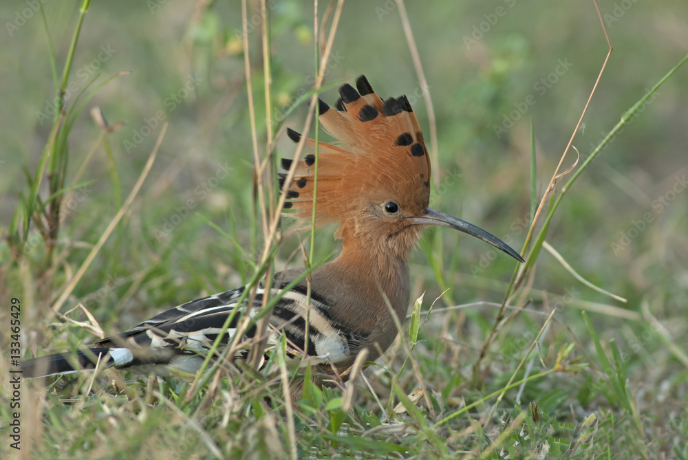 Bird, Common Hoopoe, Upupa epops, Bird on grass, Bird with orang Bird, Common Hoopoe, Upupa epops, Bird on grass, Bird with orang