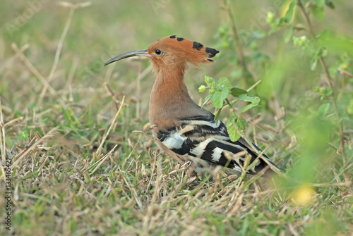 Bird, Common Hoopoe, Upupa epops, Bird on grass, Bird with orang © Nuwat