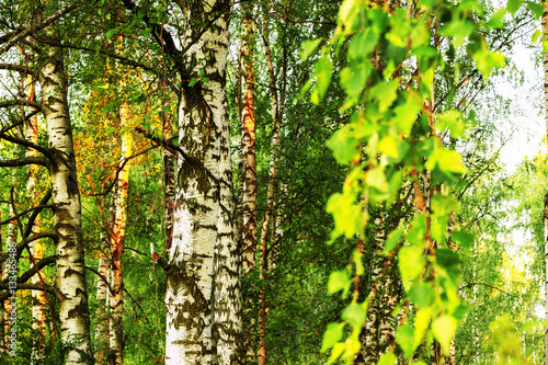 summer in sunny birch forest