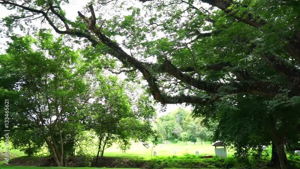 Large green Samanea saman tree standing in green nature background Large green Samanea saman tree standing in green nature background