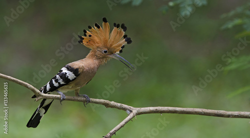 Bird, Common Hoopoe, Upupa epops, Bird on grass, Bird with orang