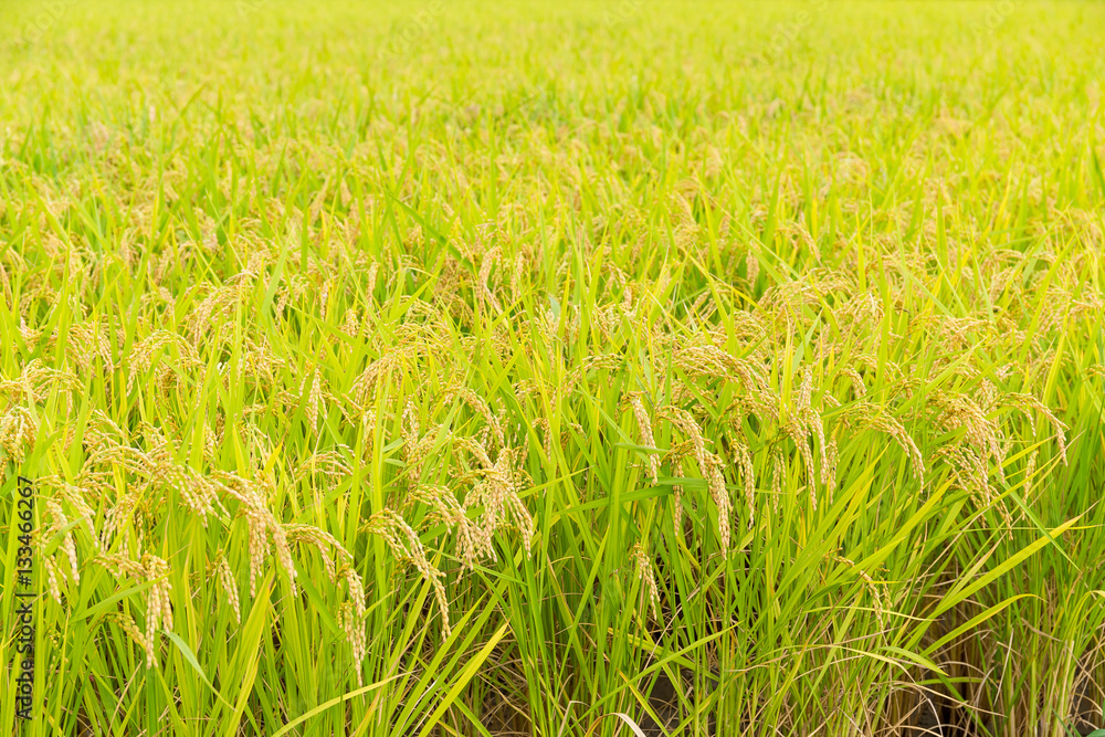 Fresh Rice field