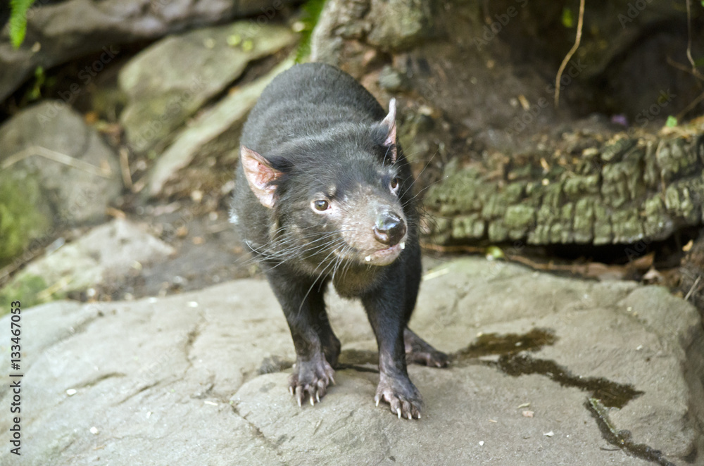 Tasmanian devil Tasmanian devil