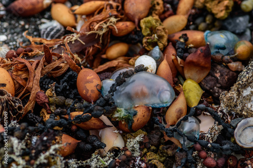 colored stones shells and seaweed on the shore
