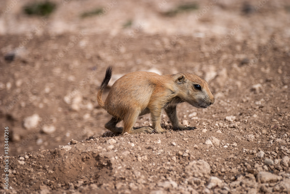 Prairie Dog Pup Prairie Dog Pup