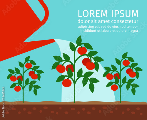 Tomato garden vector illustration with watering can and text