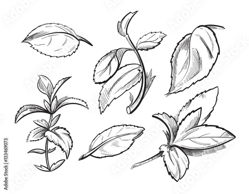 Mint, medicine herb peppermint leaves hand drawn vector illustration