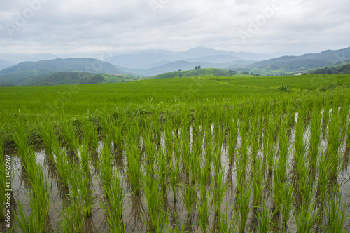 Beautiful rice terraces at Ban Pa Pong Pieng, Mae chaem, Chaing photo