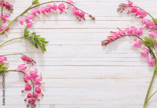Bleeding heart flowers on white wooden background