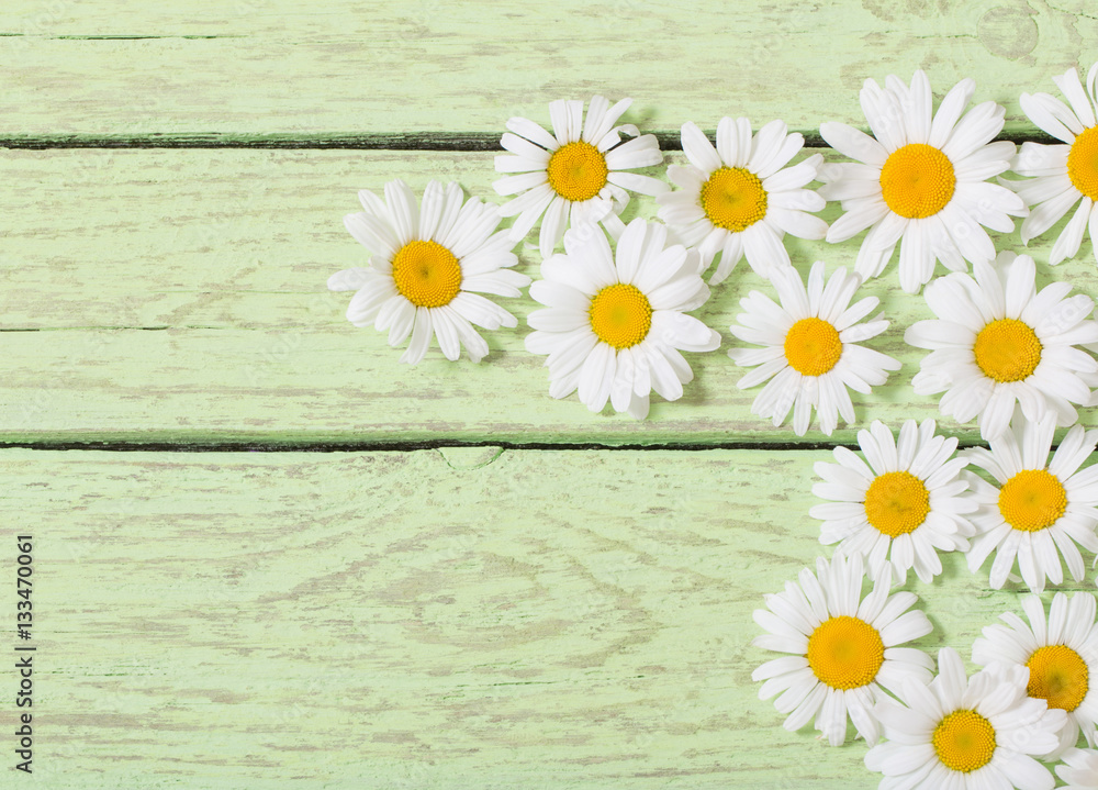 Obraz premium chamomile flower over blue wooden background