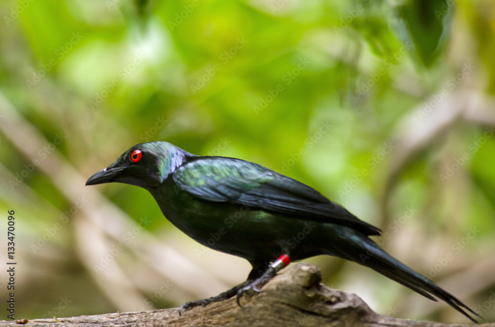 Obraz premium metallic starling