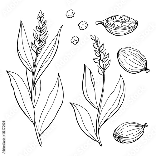 Cardamom graphic black white isolated sketch illustration vector photo