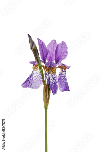 Fototapeta Naklejka Na Ścianę i Meble -  iris flower