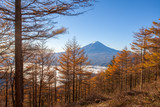 Yellow forest tree in autumn season and Top of Mountain Fuji