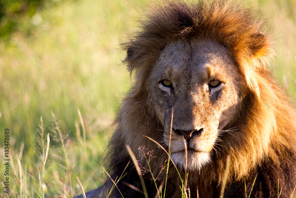 Obraz premium Male Lion