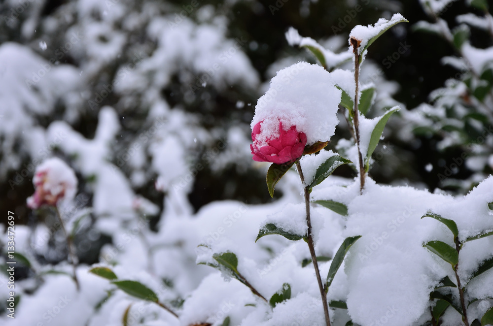 雪中の花椿日本camellia Flower In Winter Kyoto Japan Stock Photo Adobe Stock