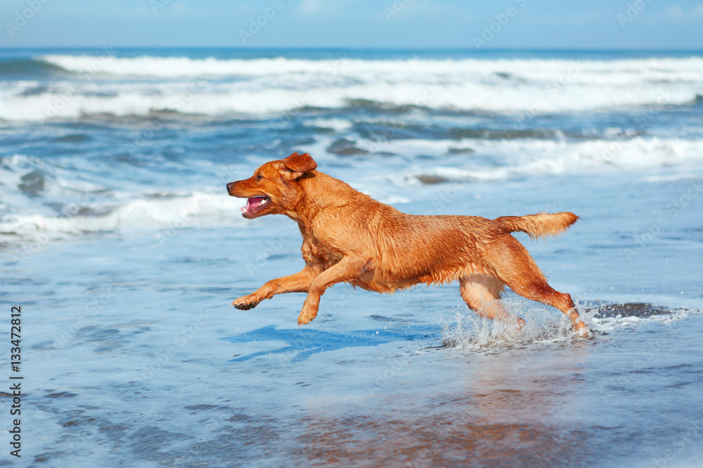 Photo of golden retriever walking on sand beach. Happy dog wet after swimming run with water splashes along sea surf. Actions, training games with family pets and popular dog breeds on summer vacation Photo of golden retriever walking on sand beach. Happy dog wet after swimming run with water splashes along sea surf. Actions, training games with family pets and popular dog breeds on summer vacation