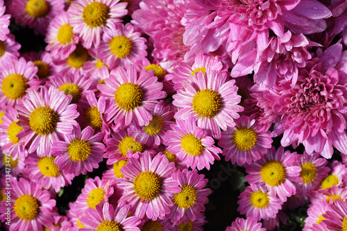 pink daisy background