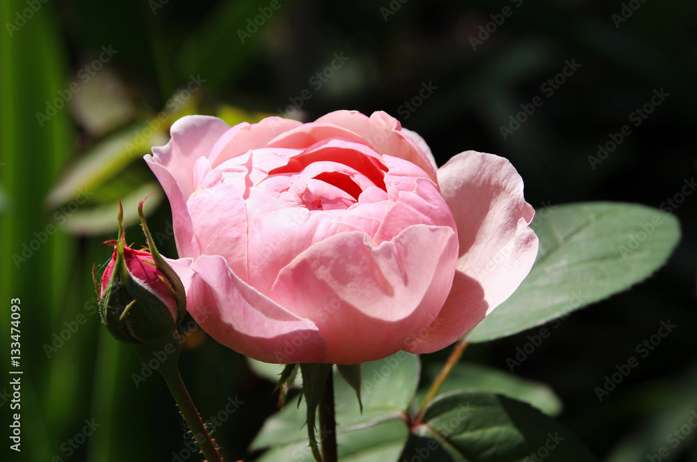 Fototapeta premium Romantic pink rose 