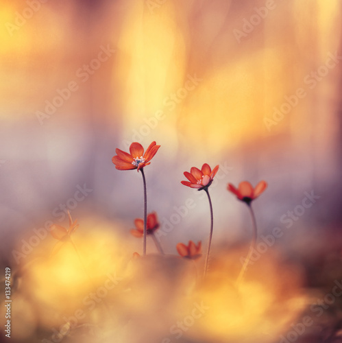 Spring forest flowers primroses on beautiful soft golden blurred background macro. Spring floral background for wallpaper card design. Graceful gentle charming sweet sunny artistic image.