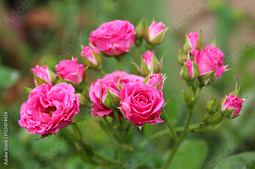 Bright pink roses in the summer garden.  
