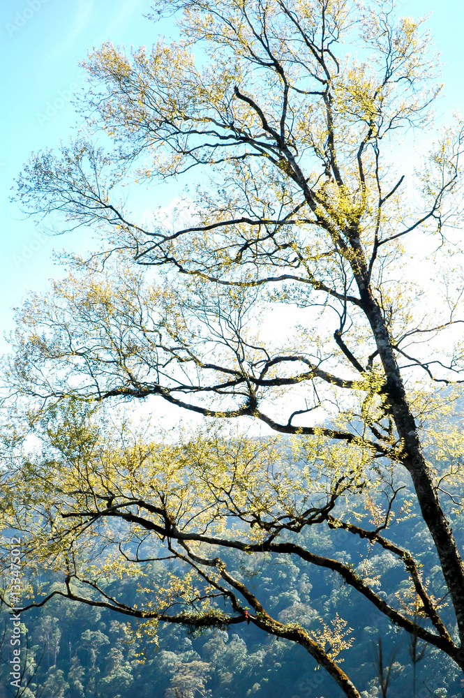 trees and clear sky in the forest trees and clear sky in the forest