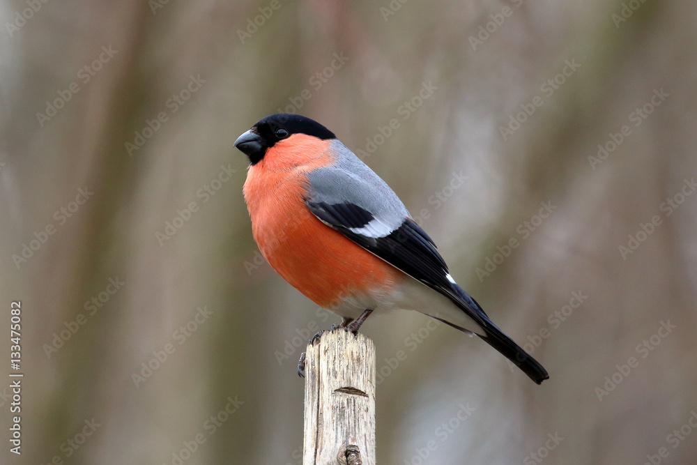 Fototapeta premium Gimpel Dompfaff 