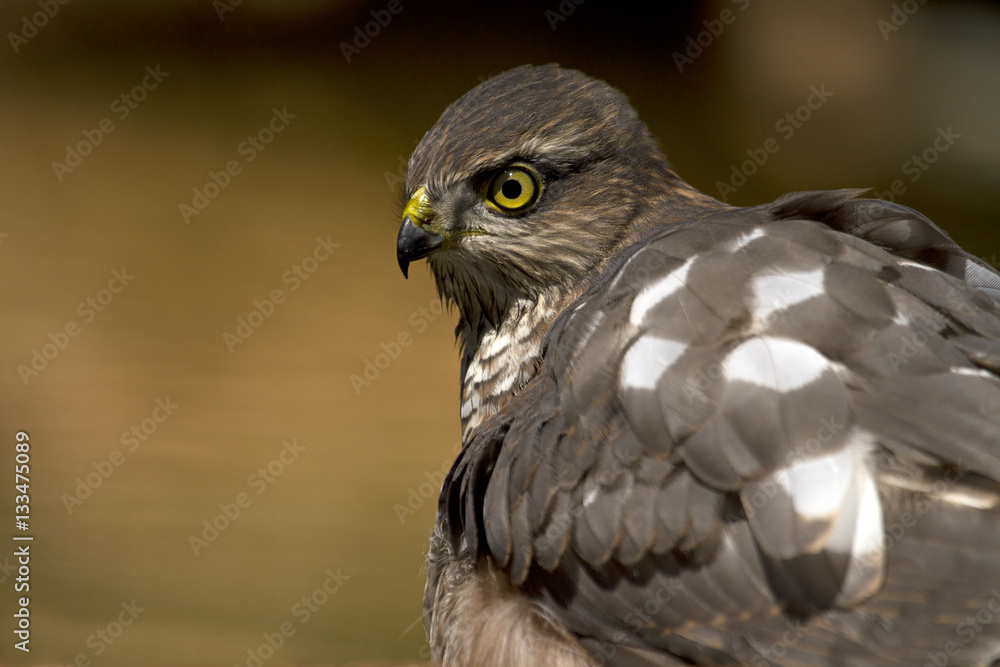 Young female of Eurasian sparrowhawk. Accipiter nisus Young female of Eurasian sparrowhawk. Accipiter nisus